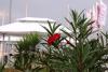 Miramare Lounge - Preko, Ugljan Island - Croatia 