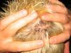 Ouch! - Rick Barcode Falls off of the bar. Is semi-concious for about 30 mins and ends up with 11 Staples (equivilent of 33 Stitches) in the back of his head.