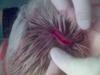 Barcodes Head Before Staples - Rick Barcode Falls off of the bar. Is semi-concious for about 30 mins and ends up with 11 Staples (equivilent of 33 Stitches) in the back of his head.